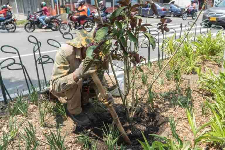 Zonas verdes de la ciudad serán cuidadas por el Jardín Botánico.