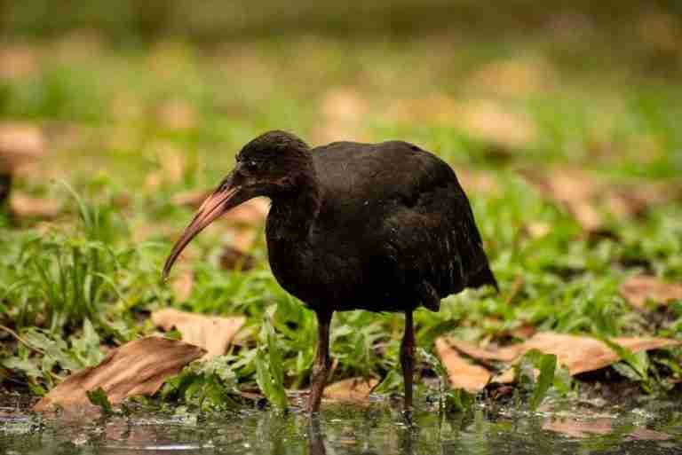 La falta de conciencia ambiental pone en peligro la vida silvestre