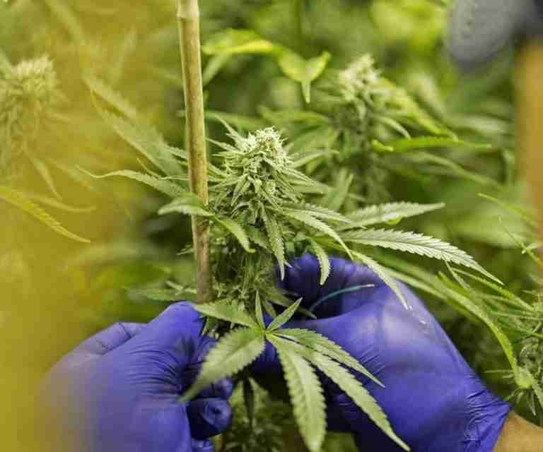 Mensaje para que industria del cannabis florezca. Iván Duque