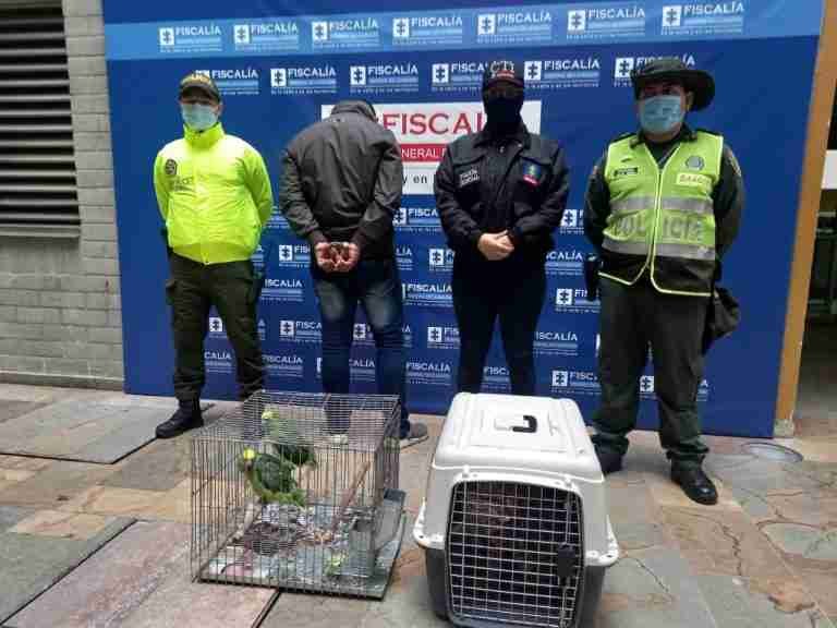 Capturado por vender fauna silvestre