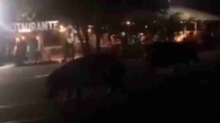 Hipopótamos se pasean en plena calle