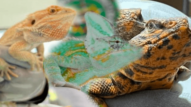 Incautadas más de 1.000 especies de fauna silvestre y exótica en el país