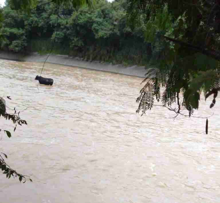 Inusual: Rescataron 2 vacas del río Medellín