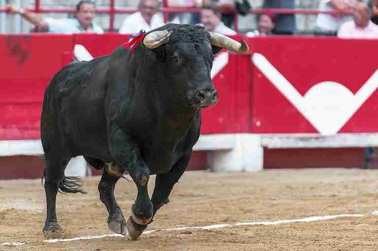 Se hunde proyecto de ley que buscaba prohibir las corridas de toros