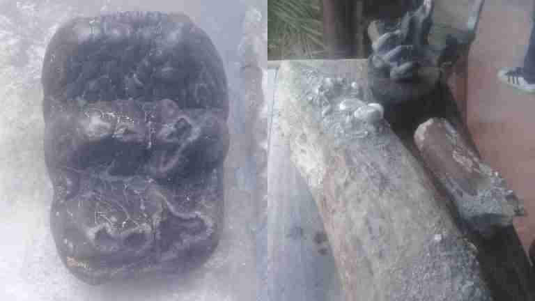 Encontraron restos de un mastodonte de más de 10.000 años