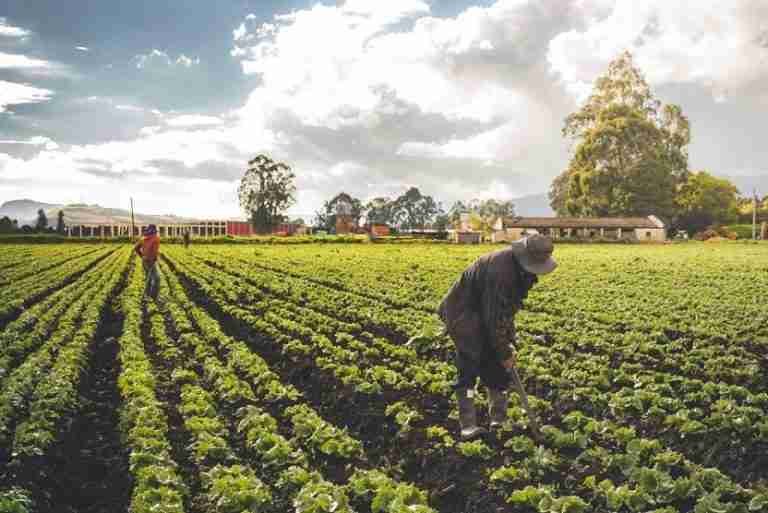 Reforma agraria de Petro no contempla la expropiación, pero sí más impuestos