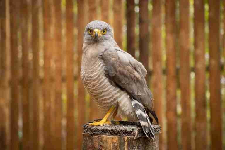 Antioquia ya tiene su primer hábitat para aves rapaces