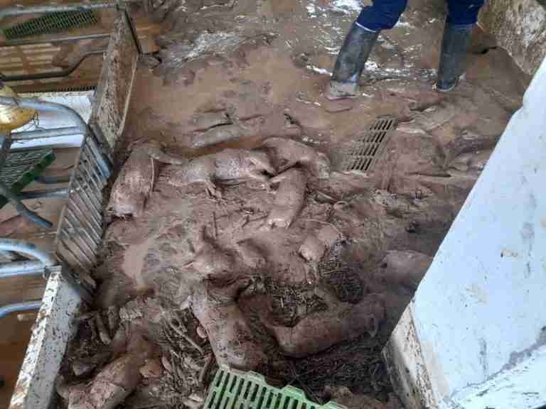 Inundaciones en el municipio de Betania dejó 320 cerdos muertos