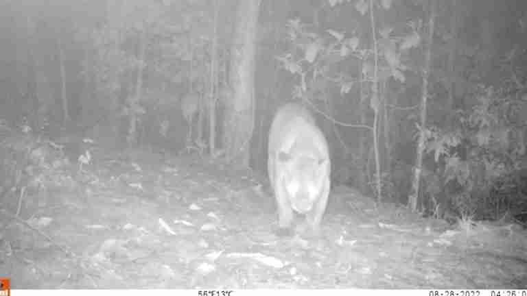 Captan un Puma en una vereda en Envigado