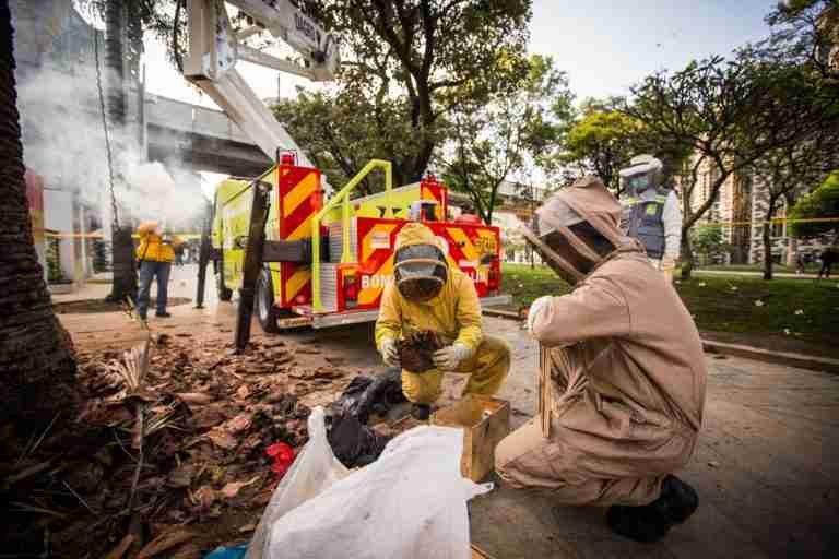 Recomendaciones para evitar incidentes con abejas en temporada de lluvias