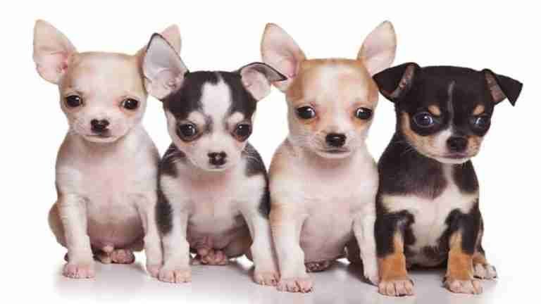 Tributaria aprobó IVA a la venta de mascotas