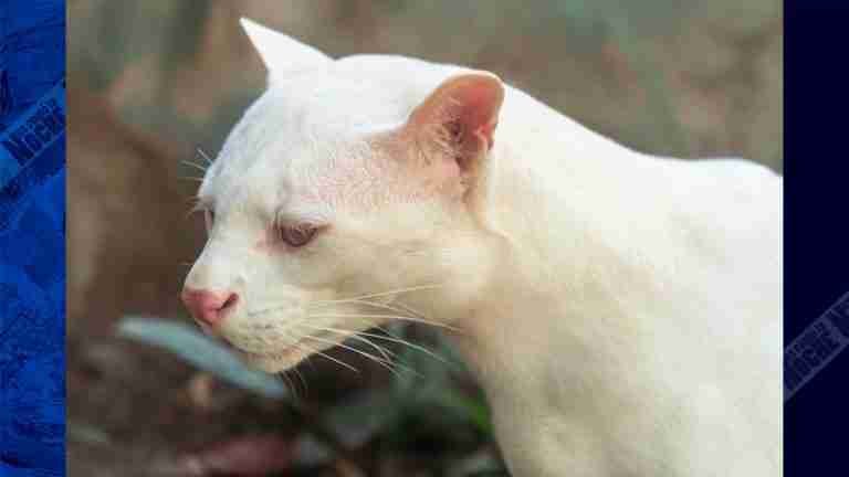 ¡Qué belleza! Así está el ocelote albino único en Colombia