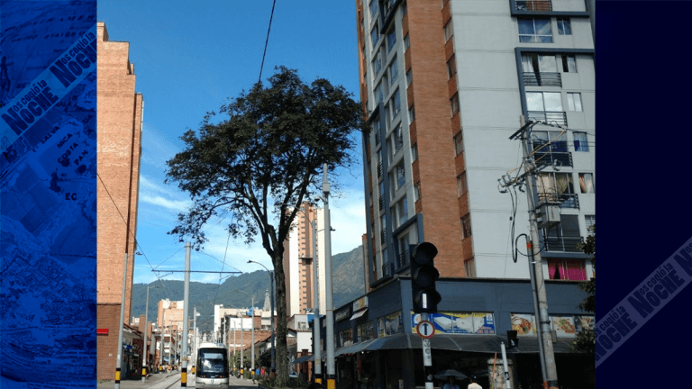 Así podrá solicitar intervención de árboles en mal estado o en riesgo