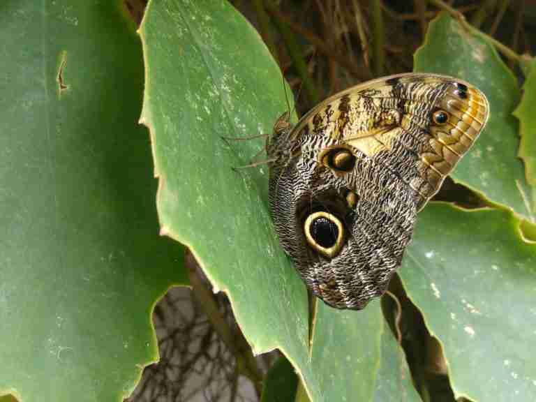 Aruba Butterfly Farm