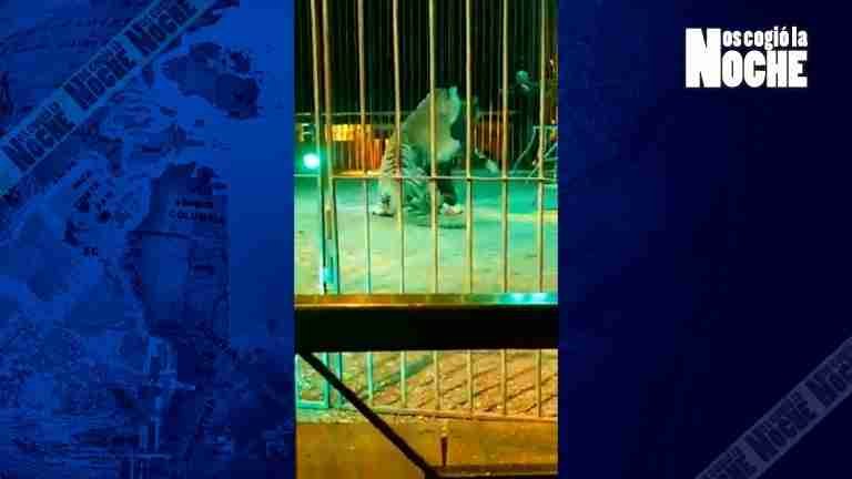 ¿Justicia natural? Domador de circo atacado por tigre