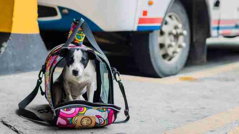 Cómo viajar de forma segura con las mascotas en estas vacaciones