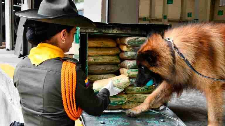 86 paquetes de marihuana fueron incautados en Sabaneta