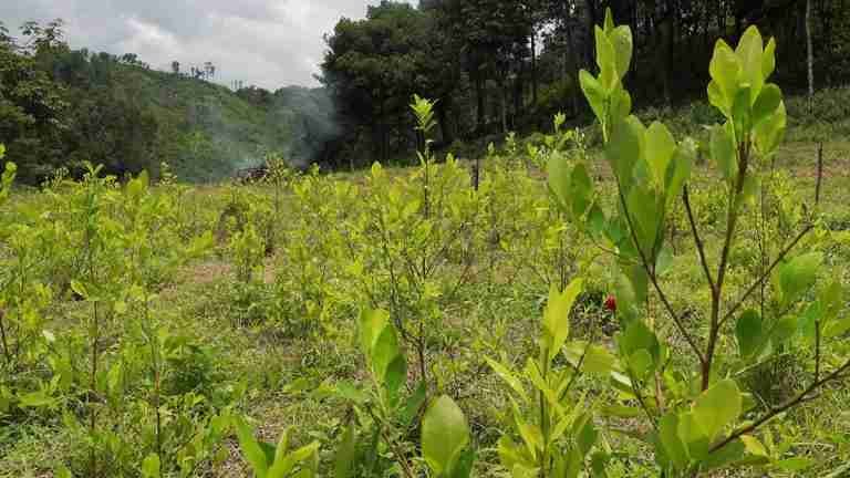 Según EEUU, el 90% de coca que llega a su país es producida en Colombia