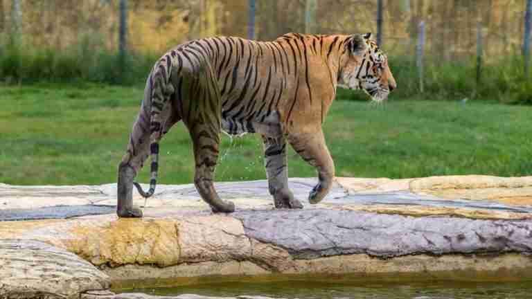 Un tigre que se salió de su jaula tuvo que ser sacrificado en la Hacienda Nápoles