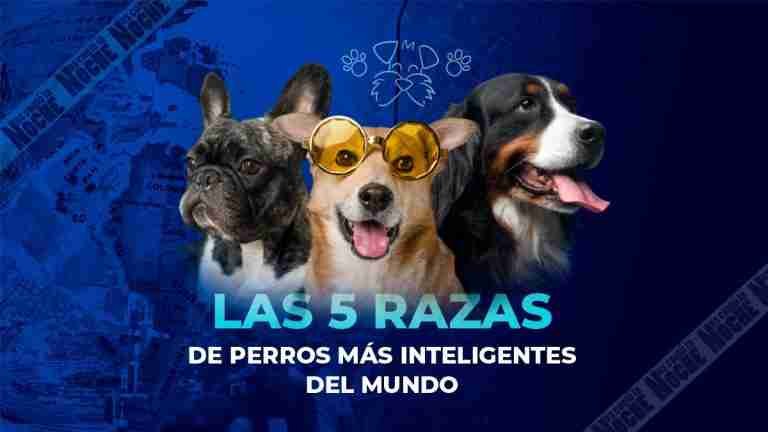 Las 5 razas de perros más inteligentes del mundo