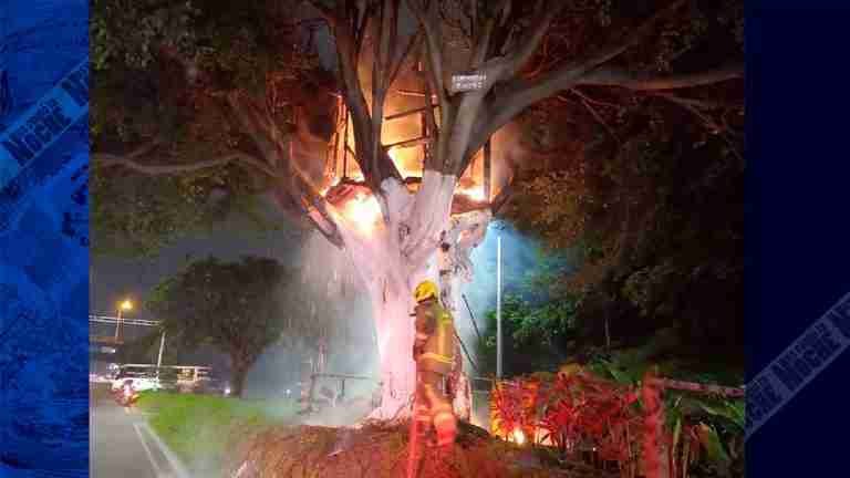 Se quemó la casa del árbol de la regional