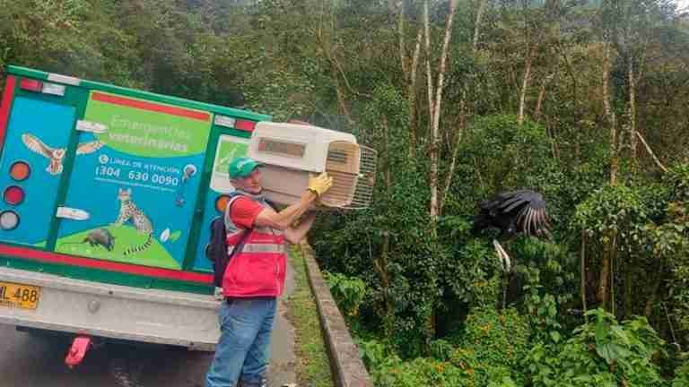 18 animales fueron liberados en Envigado