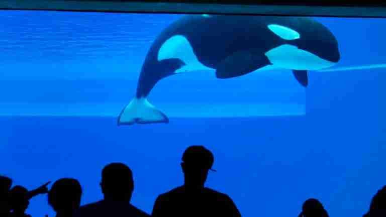 Murió Kiska, la orca más solitaria del mundo