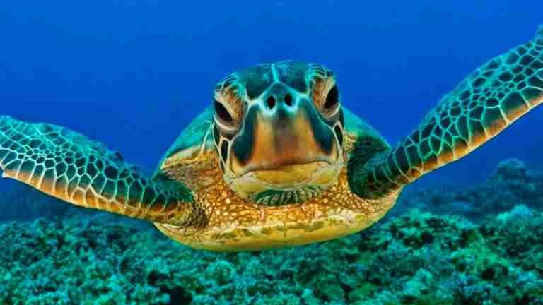 ¿Cómo ayudar a las tortugas marinas desde casa?