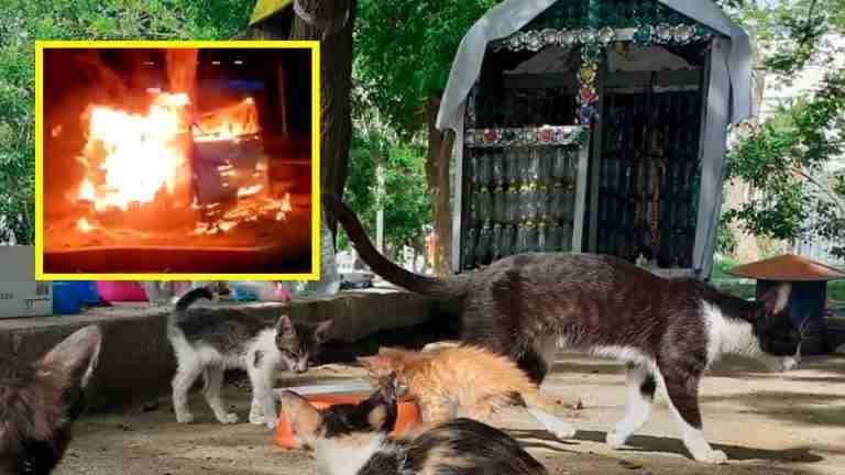 Refugio de gatos fue incendiado en Santa Marta