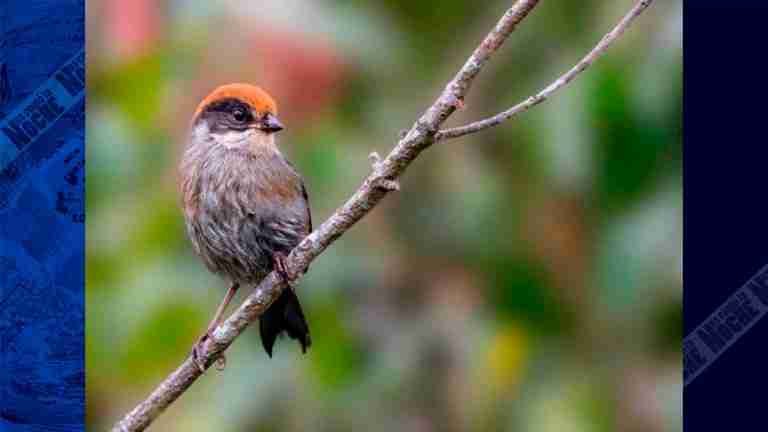 El Montañerito Paisa: una iniciativa para preservar una especie en peligro crítico de extinción en Antioquia