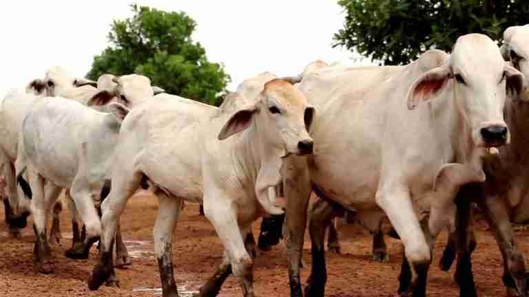 Por paro minero aumentará el precio de la carne
