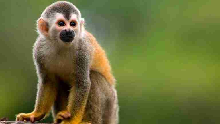 Un llamado a preservar la fauna y flora en sus territorios en esta época