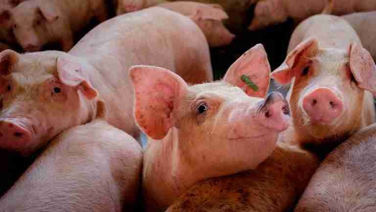 Cerdos del Nordeste antioqueño están muriendo de hambre por paro minero