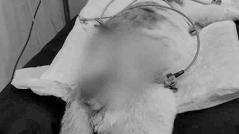 Falso veterinario es responsable de la muerte de un gato después de realizarle una cirugía