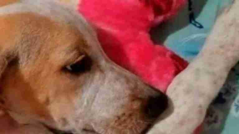 Perro atacado a tiros en Marinilla se recupera satisfactoriamente
