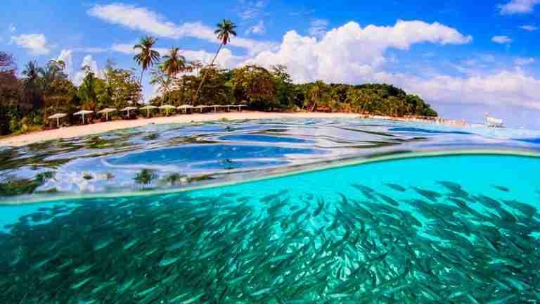 Desde la ONU se firmará el Tratado de Alta Mar: solo el 1 % de las aguas está protegido