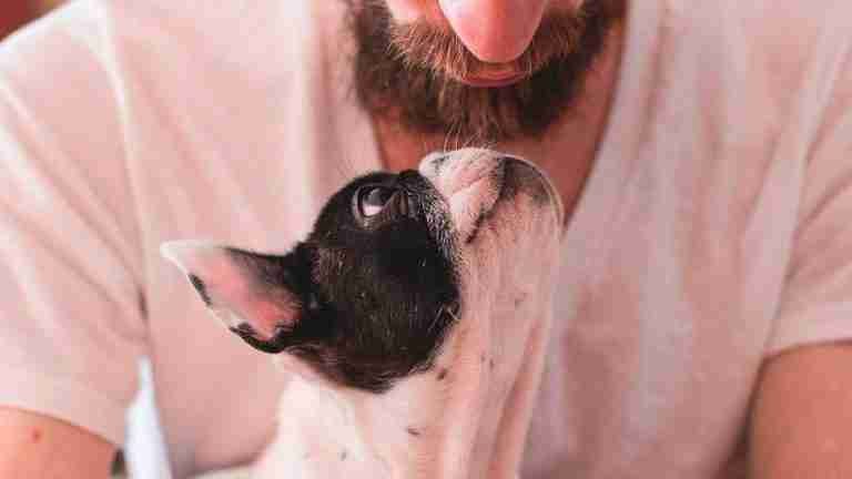 ¿Cuánto cuesta tener un perro en comparación con un hijo?