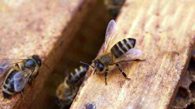 Ataque de abejas africanizadas en Cocorná dejó 14 heridos