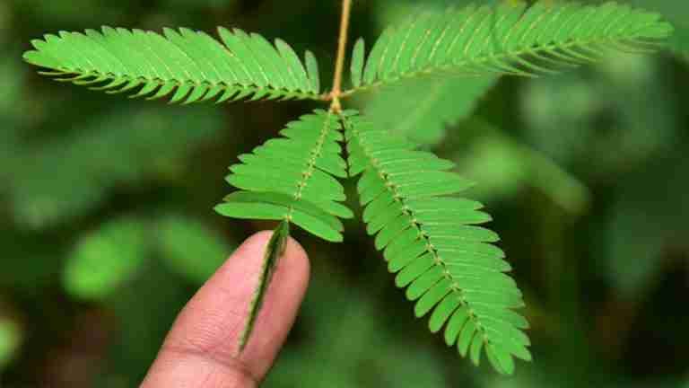 ¿Es posible que las plantas tengan sentimientos?