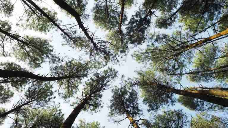 Las maravillas de la naturaleza: árboles se entienden entre sí