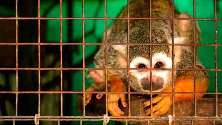 ¡Ojo! El Parque de la Conservación no recibe fauna silvestre por parte de los ciudadanos