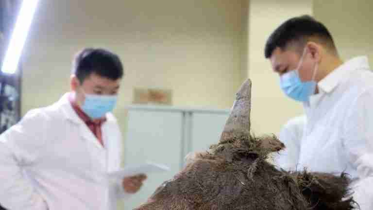 Científicos quieren clonar a un bisonte extinto
