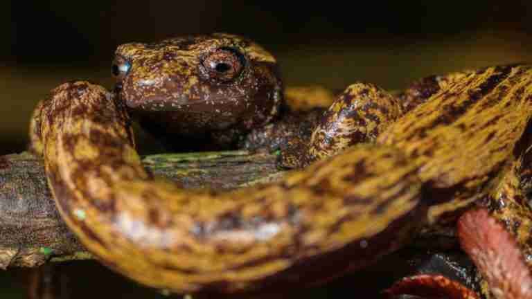 Descubren nueva especie de salamandra en Colombia