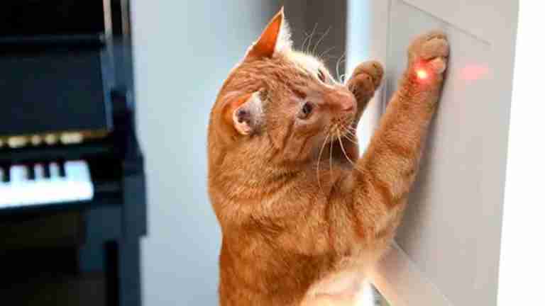 Estas son las razones por las que no deberías jugar al puntero láser con tu gato