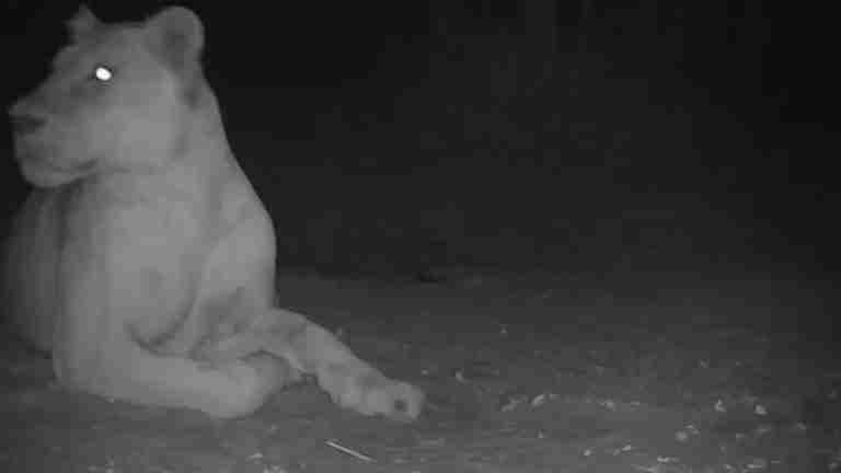 León que se creía extinto es visto en el Parque Nacional de Chad