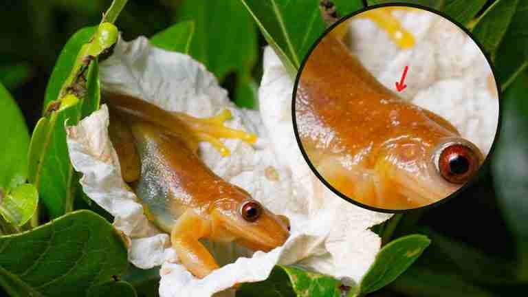 Científico descubre a la primera rana polinizadora en Río de Janeiro