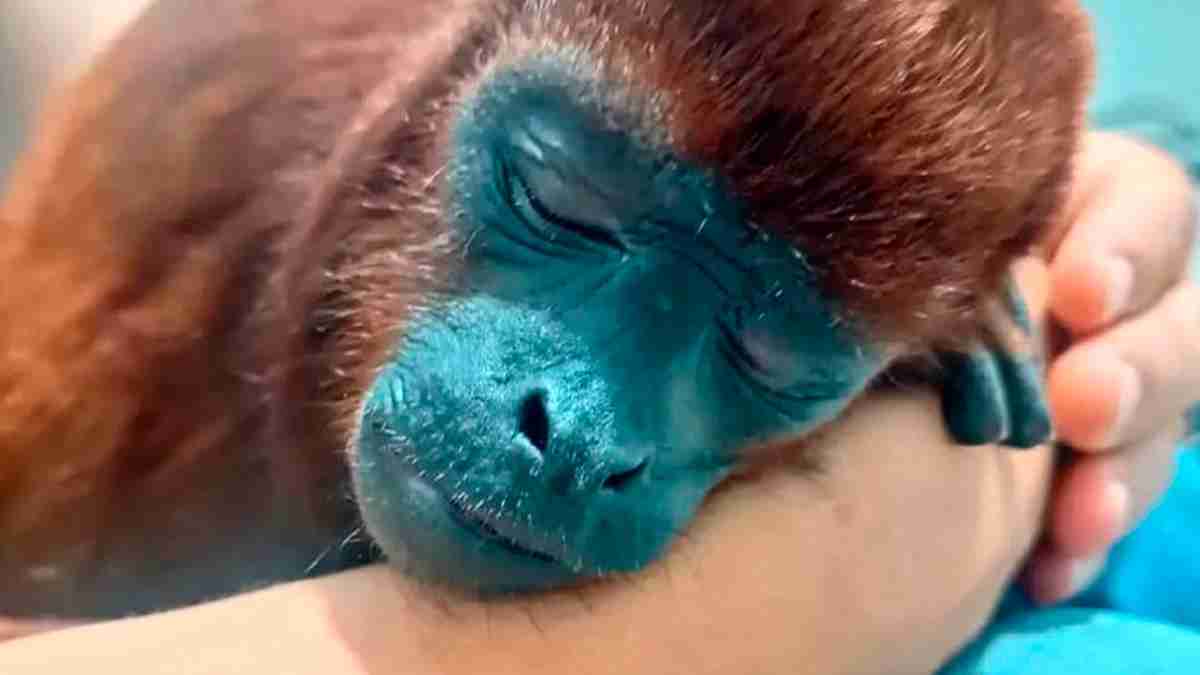Necropsia del mono aullador que vivía en cautiverio en Caldas, reveló que falleció por una hemorragia interna severa