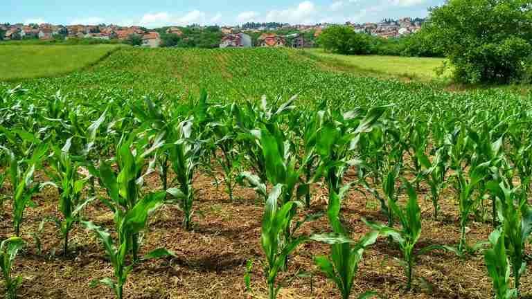 El Gobierno apoyará el pago de seguros agropecuarios