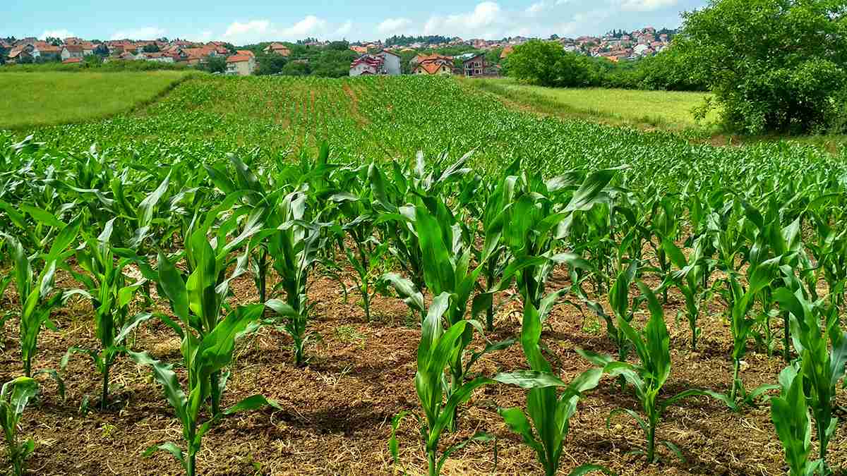 El Gobierno apoyará el pago de seguros agropecuarios