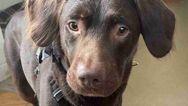 Coco, el perro labrador cuya obsesión por el alcohol lo llevó a la rehabilitación